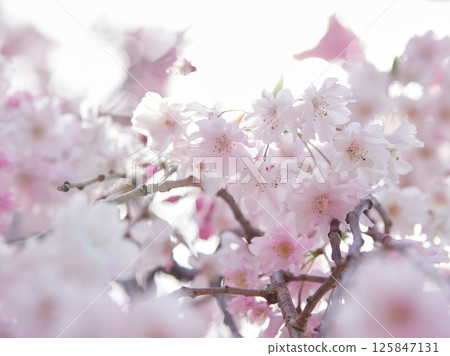 春天盛開的垂枝櫻花花瓣的特寫照片 125847131