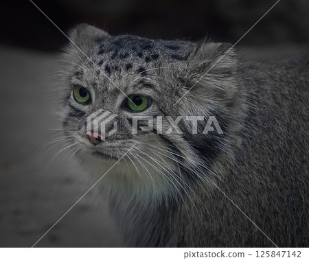 A cat staring at you 125847142