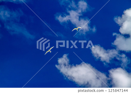 White terns (Sterna scabra) on Fatato Island in Funafuti Atoll, the capital of Tuvalu, an island nation in Oceania and Polynesia White terns (Sterna scabra) on Fatato Island in Funafuti Atoll, the capital of Tuvalu, an island nation in Oceania and Polynesia 125847144