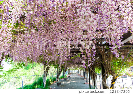 國見嶺的紫藤架 國見嶺的紫藤架 125847205