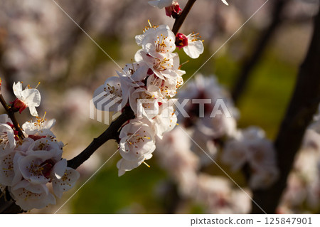 Apricot flowers on tree Apricot flowers on tree 125847901