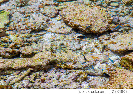 Fish remaining in a tide pool on the rocks of Fongafale Island in Funafuti Atoll, the capital of Tuvalu, an island nation in Oceania and Polynesia Fish remaining in a tide pool on the rocks of Fongafale Island in Funafuti Atoll, the capital of Tuvalu, an island nation in Oceania and Polynesia 125848031