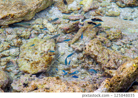 大洋洲和玻里尼西亞島國圖瓦盧的首都富納富提環礁豐格法萊島岩石潮池中殘留的魚類 大洋洲和玻里尼西亞島國圖瓦盧的首都富納富提環礁豐格法萊島岩石潮池中殘留的魚類 125848035