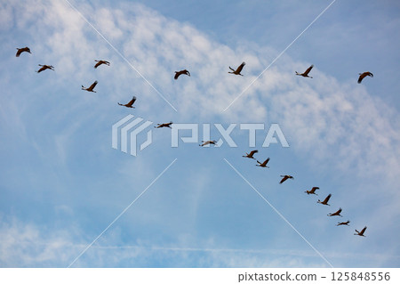 Migration of flock of cranes in the sky Migration of flock of cranes in the sky 125848556