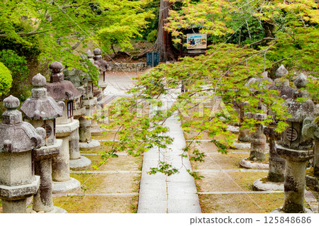 The beautiful green foliage of Miidera Temple in Otsu City, Shiga Prefecture The beautiful green foliage of Miidera Temple in Otsu City, Shiga Prefecture 125848686