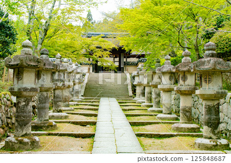 滋賀縣大津市三井寺美麗的綠葉 125848687