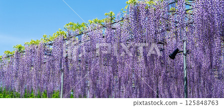 Ashikaga Flower Park Ota Ashikaga Flower Park Ota 125848763