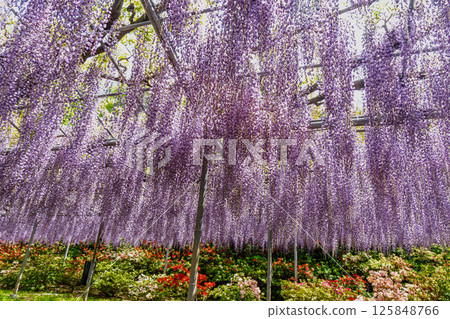 Ashikaga Flower Park Ota 125848766