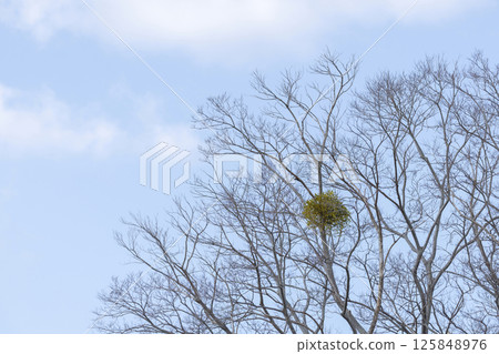 Mistletoe found in Nara Prefecture, Japan Mistletoe found in Nara Prefecture, Japan 125848976