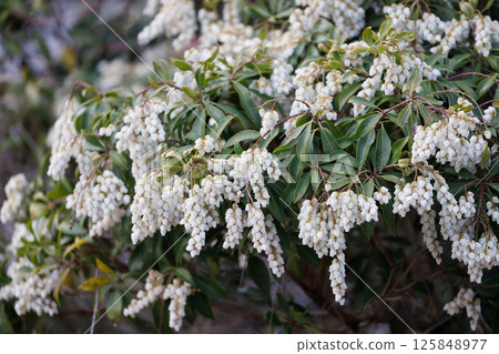 Japanese spring flower, Asebi Japanese spring flower, Asebi 125848977