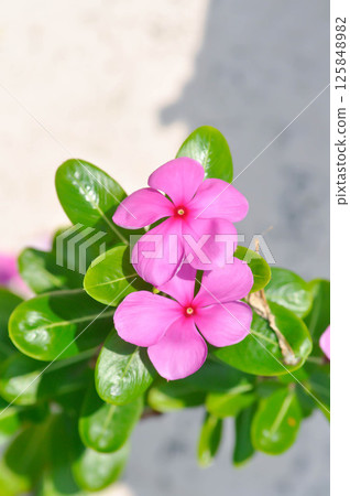ludwigia adscendens , West Indian paeriwinkle or pink flower ludwigia adscendens , West Indian paeriwinkle or pink flower 125848982