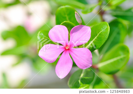 ludwigia adscendens , West Indian paeriwinkle or pink flower ludwigia adscendens , West Indian paeriwinkle or pink flower 125848983