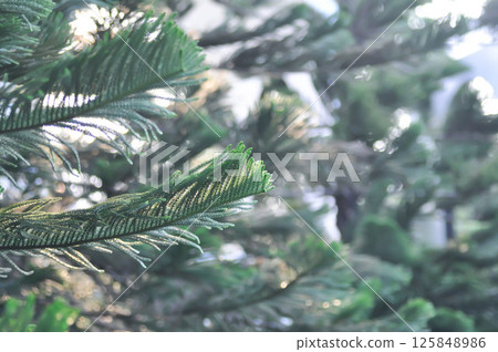 Araucaria cunninghamii, Araucaria heterophylla or Araucaria heterophylla Salisb Franco or Araucariaeae or Hoop pine or House Pine or Norfolk Island Pine or pine tree 125848986