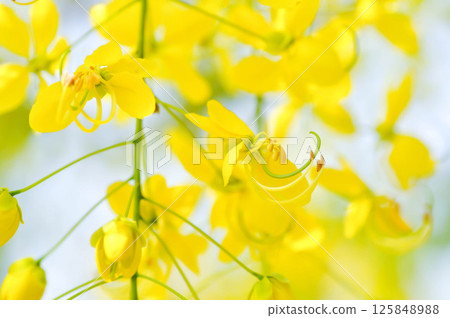 Golden shower , Cassia fistula or pudding pipe tree or Cassia fistula Linn and sky 125848988