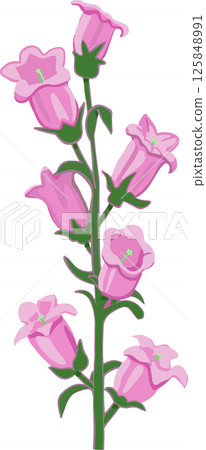 風鈴草插圖 風鈴草插圖 125848991