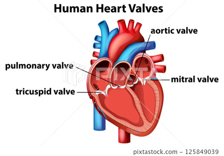 Detailed Human Heart Valves Vector Illustration 125849039