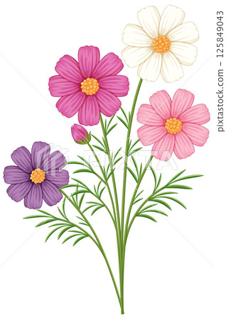 Colorful Cosmos Flower Vector Illustration 125849043