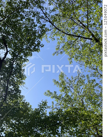 Blue sky seen through the gaps in the trees Blue sky seen through the gaps in the trees 125849072