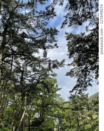 纜車穿越森林 125849074