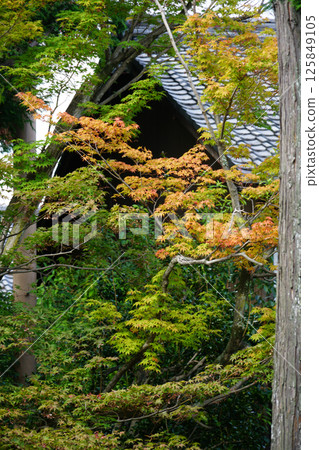 Maple trees in the grounds of a Kyoto temple, bringing with them signs of autumn Maple trees in the grounds of a Kyoto temple, bringing with them signs of autumn 125849105