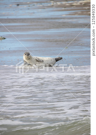 Eierland, De Cocksdorp, Texel, The Netherlands, Oktober 28th, 2024, Seal in Shallow Waters An 125849330