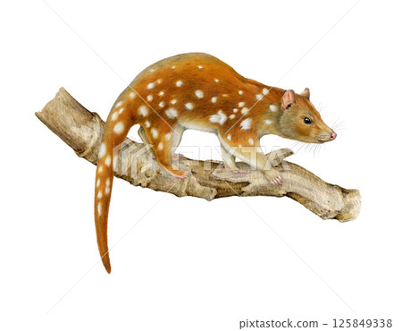 Tiger quoll on a tree branch Australia native animal realistic illustration. Hand drawn Australian endemic wildlife marsupial mammal. Spotted-tailed quoll on tree twig isolated on white background 125849338