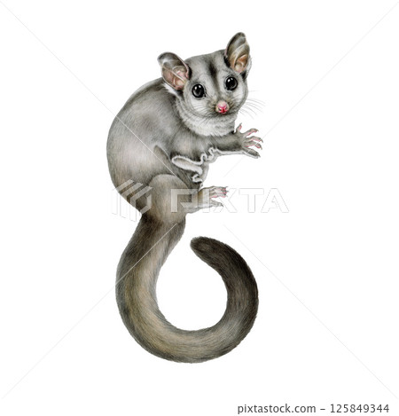 Sugar glider possum realistic watercolor illustration on white background. Cute small exotic Australia native animal. Hand drawn possum Australian wildlife marsupial animal 125849344