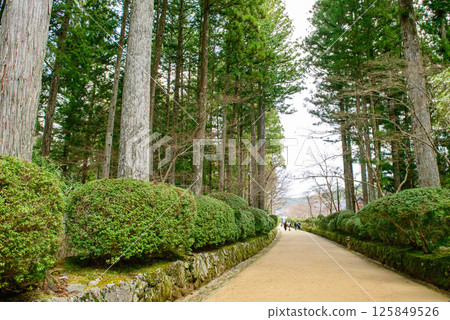 和歌山縣蛇形小徑高野山金剛峰寺 125849526
