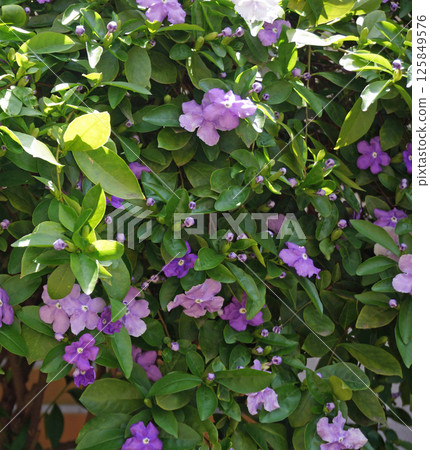 Spring flower: Fragrant Japanese laurel 125849576