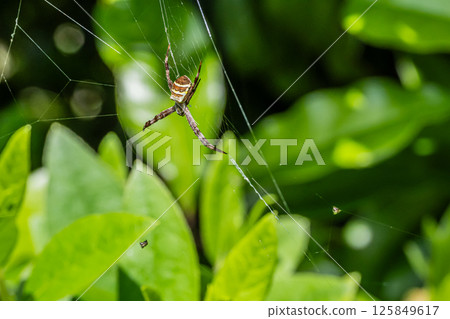 Cogalatidae Cogalatidae 125849617