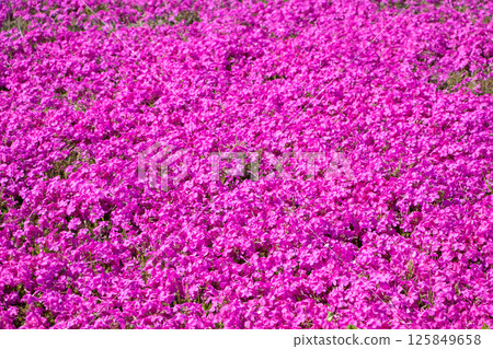 Moss phlox Moss phlox 125849658
