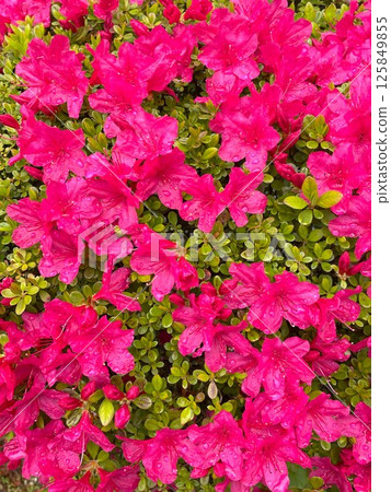 Azalea 125849855