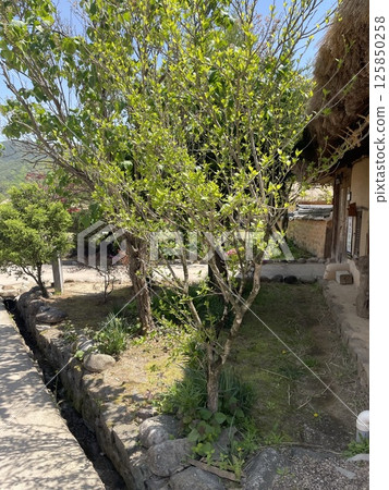 春天花園裡的老房子和嫩葉 春天花園裡的老房子和嫩葉 125850258