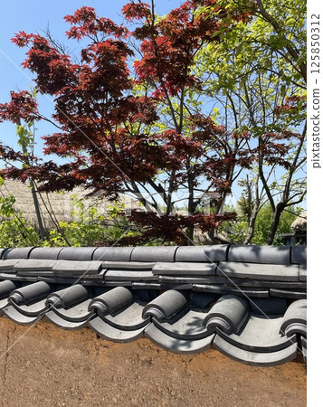 Traditional Korean houses and colorful maples in spring Traditional Korean houses and colorful maples in spring 125850312