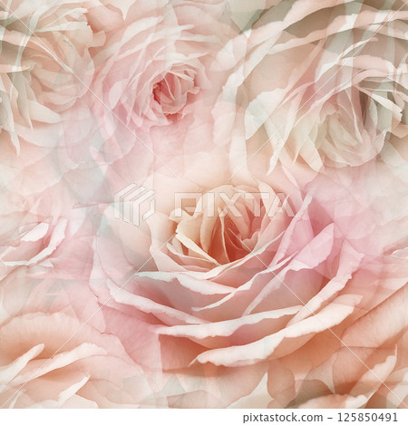 Seamless floral background. Flowers roses and petals. Close up. Seamless floral background. Flowers roses and petals. Close up. 125850491