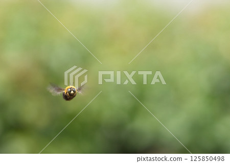 一隻可愛又矮胖的巨型木蜂 125850498