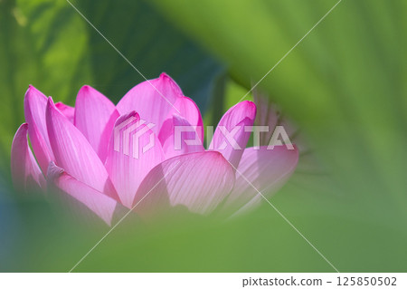 風景與蓮花 125850502