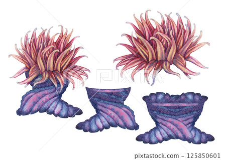 Set of sea anemone parts, home for clownfish. Watercolor sea anemone with bright blue red tentacles in realistic style on white background for marine design, snorkeling, diving, books, art, textile. Set of sea anemone parts, home for clownfish. Watercolor sea anemone with bright blue red tentacles in realistic style on white background for marine design, snorkeling, diving, books, art, textile. 125850601