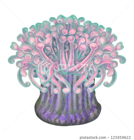 Sea anemones are a common home for clownfish. Watercolor sea anemone with bright blue pink tentacles in realistic style on white background for marine design, snorkeling, diving, books, art, textile. 125850622