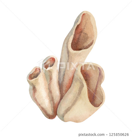 Underwater sea sponges - siphon living on coral reefs. Watercolor illustration of tube sponge in beige tones isolated on white background for marine design, scuba diving, book, art, craft, textile. 125850626