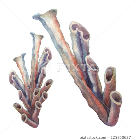 Underwater sea sponges - siphon living on coral reefs. Watercolor illustration of tube sponge in beige tones isolated on white background for marine design, scuba diving, book, art, craft, textile. 125850627