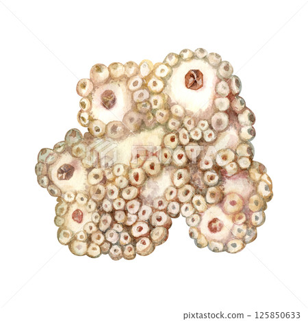 Underwater sea sponges porifera living on coral reefs. Watercolor illustration of filter sponge in delicate beige tones isolated on white background for sea design, snorkeling, diving, book, art 125850633