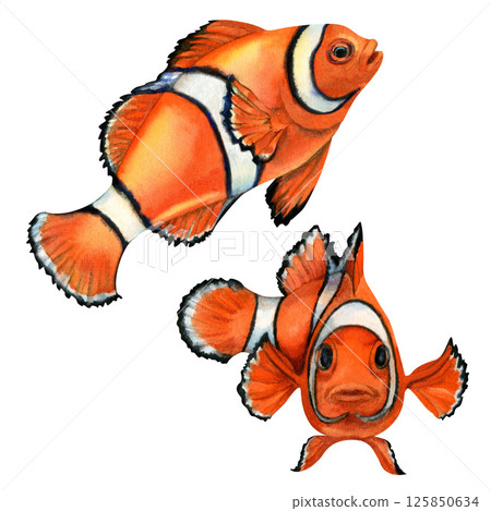 Two vibrant orange clownfish with white stripes, black outlines. Watercolor illustration in realistic style isolated on white background for sea design, snorkeling, diving, book, art, craft, textile. 125850634