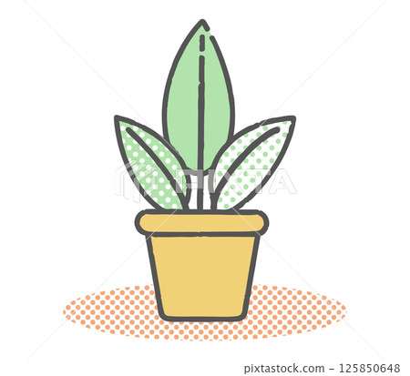 盆栽室內植物 盆栽室內植物 125850648