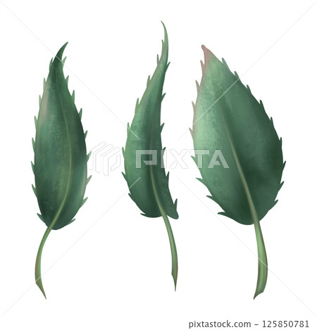 Dark green rose leaves with thorns. Romantic flowering plant in Gothic style. Retro botanical decor. Handmade isolated illustration on a white background. For design and decorating Dark green rose leaves with thorns. Romantic flowering plant in Gothic style. Retro botanical decor. Handmade isolated illustration on a white background. For design and decorating 125850781