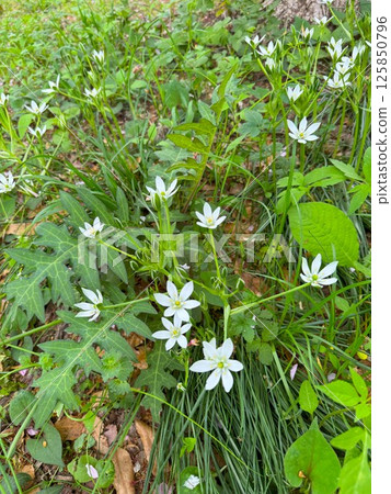 Ohnisogaram Ohnisogaram 125850796