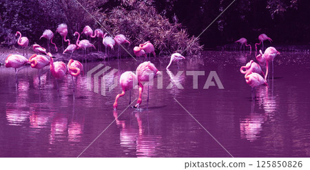 pink flamingos on water on a lake in forest in nature in wildlife 125850826