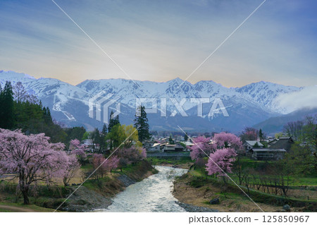 Snow still remaining in the Northern Alps and cherry blossoms at Oide Park, Hakuba Village, Nagano Prefecture 125850967