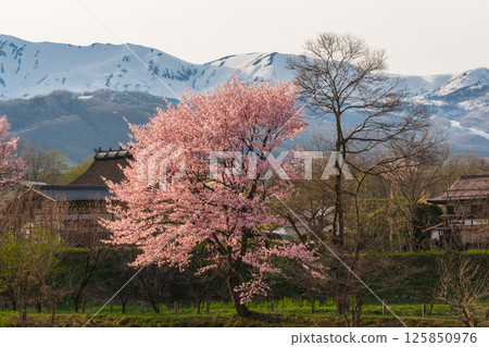 北阿爾卑斯山的積雪尚存,長野縣白馬村大出公園的櫻花盛開 北阿爾卑斯山的積雪尚存,長野縣白馬村大出公園的櫻花盛開 125850976