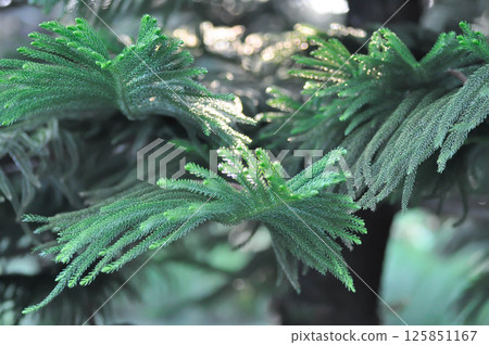 Araucaria cunninghamii, Araucaria heterophylla or Araucaria heterophylla Salisb Franco or Araucariaeae or Hoop pine or House Pine or Norfolk Island Pine or pine tree 125851167